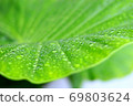 Alocasia leaves in the rain 69803624