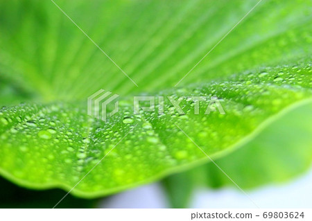 Alocasia leaves in the rain 69803624