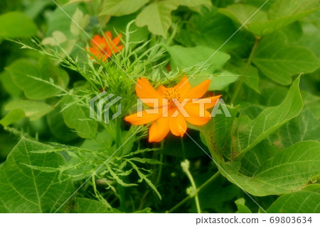 Yodogawa Bank: Kikosmos: Wildflowers 69803634