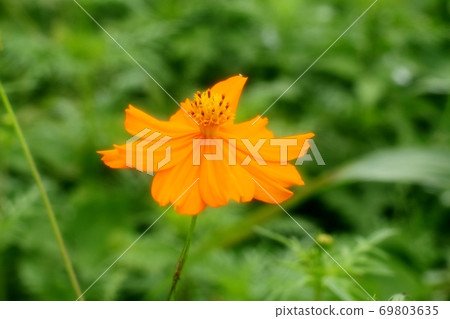 Yodogawa Bank: Kikosmos: Wildflowers Yodogawa Bank: Kikosmos: Wildflowers 69803635