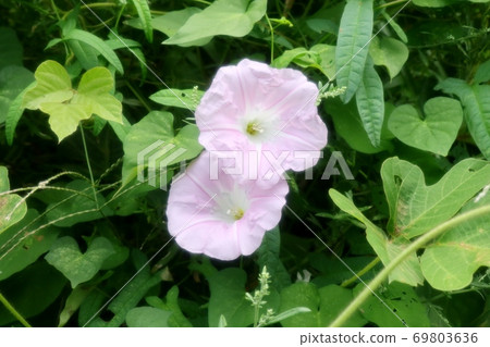 Wildflowers: Convolvulus: Bank of the Yodo River Wildflowers: Convolvulus: Bank of the Yodo River 69803636