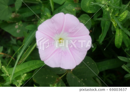 Wildflowers: Convolvulus: Bank of the Yodo River 69803637