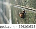 snails  69803638