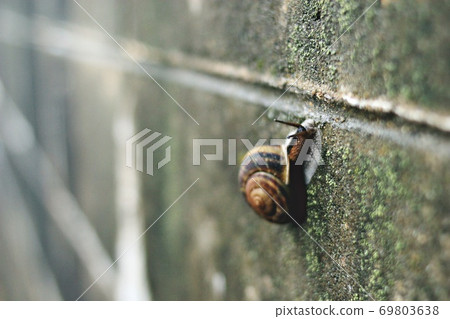 snails snails 69803638