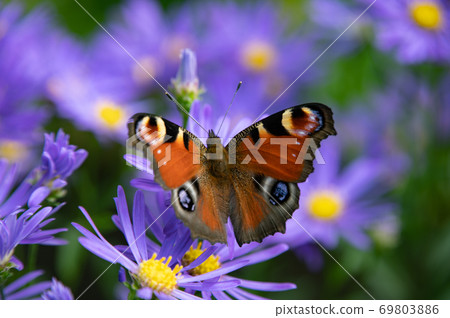 September Peacock butterfly at Ueno Farm 69803886