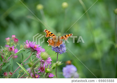 September Comma of Ueno Farm 69803888