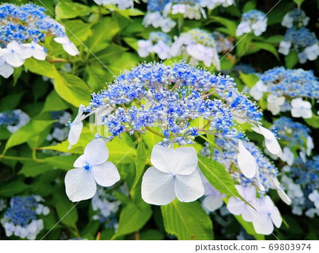 Hydrangea in the rainy season in full bloom 69803974
