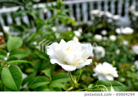 Flowers blooming in Hakone Flowers blooming in Hakone 69804294