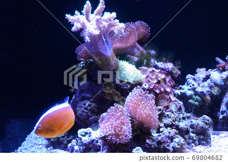 水族館人氣人物：我想去一次 69804682