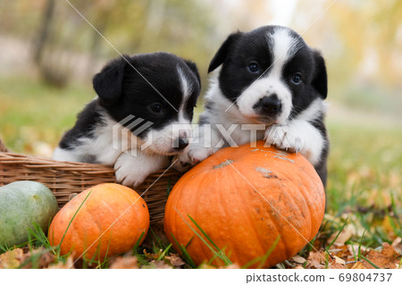 Two corgi puppies dogs with a pumpkin in the basket Two corgi puppies dogs with a pumpkin in the basket 69804737