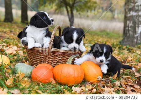corgi puppies dogs with a pumpkin on an autumn background corgi puppies dogs with a pumpkin on an autumn background 69804738