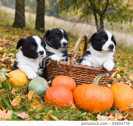 corgi puppies dogs with a pumpkin on an autumn background 69804739