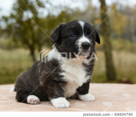 Welsh corgi pembroke puppy dog posing outside 69804740