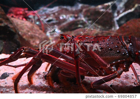 伊勢蝦流行水族館 伊勢蝦流行水族館 69804857