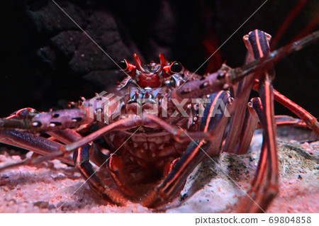 伊勢蝦流行水族館 伊勢蝦流行水族館 69804858