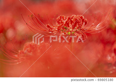 繪圖稻田 69805180