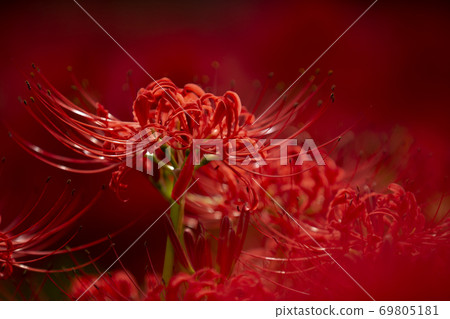 繪圖稻田 69805181