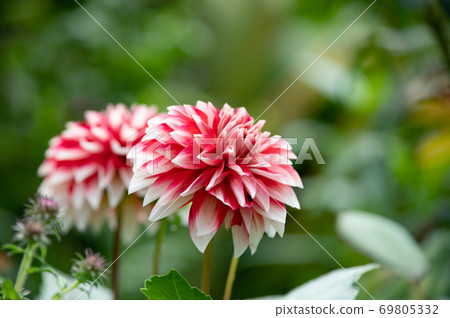 September Dahlia from Ueno Farm September Dahlia from Ueno Farm 69805332
