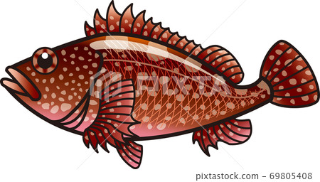 Scorpion fish (Gashira) Kasako Scorpion fish (Gashira) Kasako 69805408