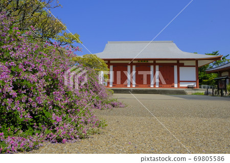 Yakushiji Temple in the ancient city of Nara: Hagi flowers in full bloom in front of the Jubinguan Yakushiji Temple in the ancient city of Nara: Hagi flowers in full bloom in front of the Jubinguan 69805586