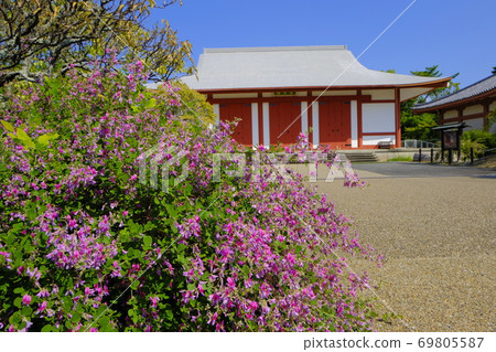 Yakushiji Temple in the ancient city of Nara: Hagi flowers in full bloom in front of the Jubinguan Yakushiji Temple in the ancient city of Nara: Hagi flowers in full bloom in front of the Jubinguan 69805587