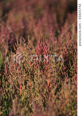 珊瑚草（北海道有里市宇原市） 69805748