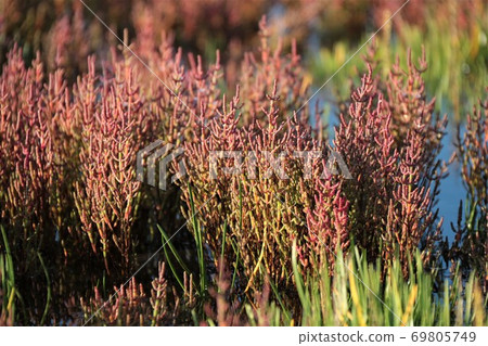 Coral grass (in Ubaranai, Abashiri City, Hokkaido) Coral grass (in Ubaranai, Abashiri City, Hokkaido) 69805749