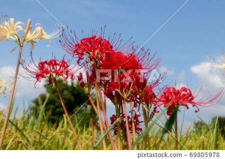 Yamadaike Park: Autumn Rural Flowers: Amaryllidaceae: Manju Saka: Red: White Yamadaike Park: Autumn Rural Flowers: Amaryllidaceae: Manju Saka: Red: White 69805978