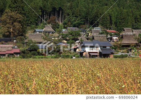 Satoyama where buckwheat grows Satoyama where buckwheat grows 69806024