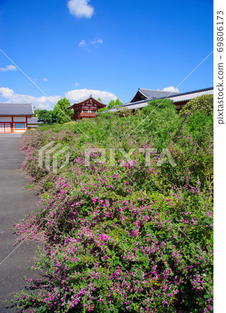 Yakushiji Temple in the ancient city of Nara: Hagi flowers in full bloom at Genjo Sanzoin Garai Waki 69806173