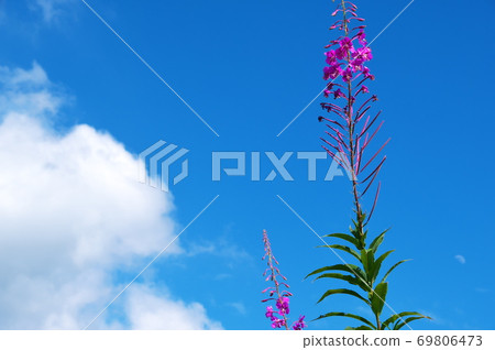 Kirigamine Plateau Fireweed 69806473
