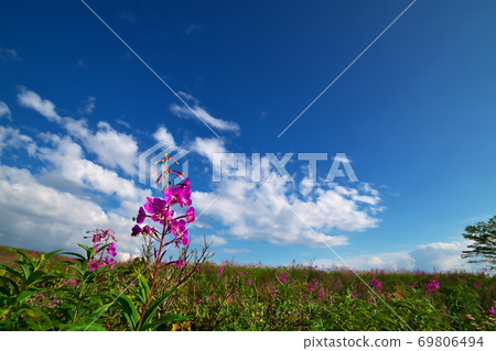 Kirigamine Plateau Fireweed 69806494