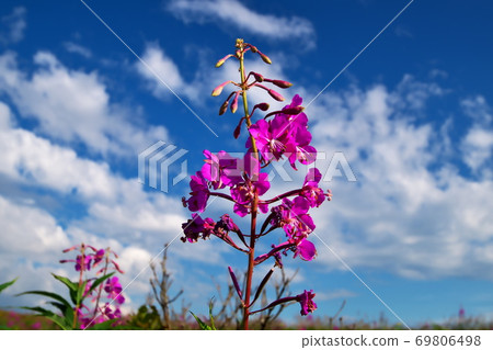 Kirigamine Plateau Fireweed Kirigamine Plateau Fireweed 69806498