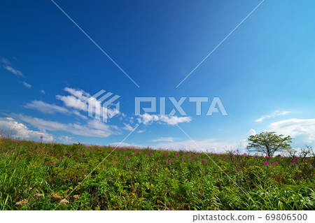 Kirigamine Plateau Fireweed 69806500