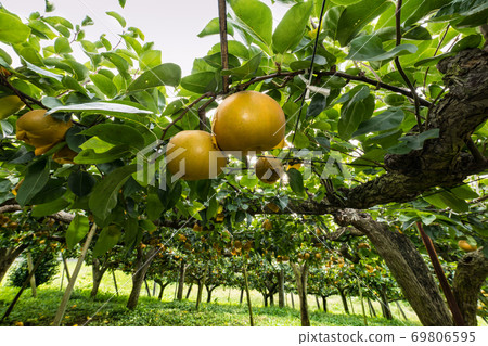 Marsupial pears in the pear garden during the harvest season Marsupial pears in the pear garden during the harvest season 69806595