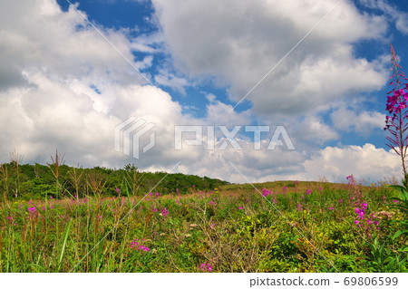 Kirigamine Plateau Fireweed Kirigamine Plateau Fireweed 69806599