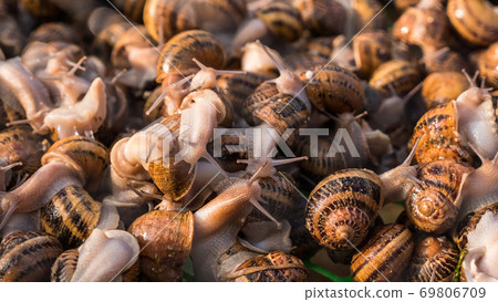 Snail farm - lots of animals in the tray 69806709