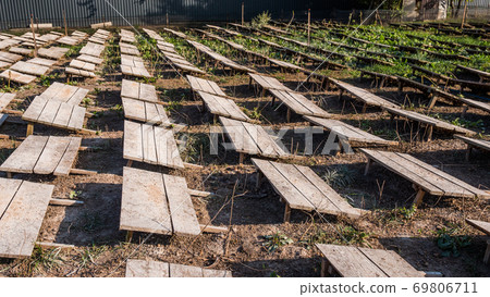 Field where snails are grown, boards protect animals from the sun 69806711
