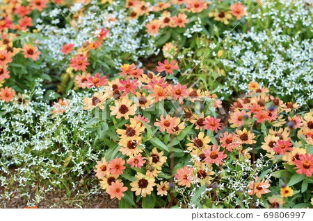 橙花 橙花 69806997