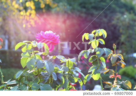 花燈照亮 花燈照亮 69807000