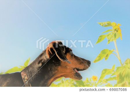 Sunflower and miniature dachshund 69807086
