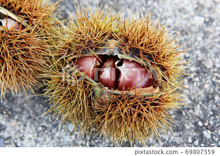 chestnut bur 69807359