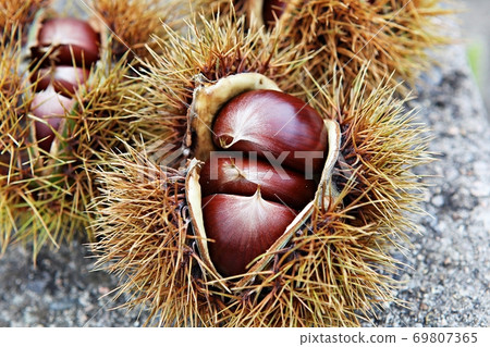 chestnut bur 69807365