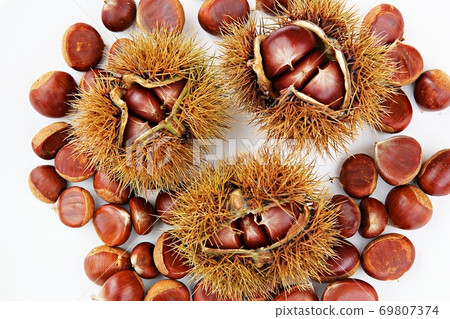 chestnut bur 69807374