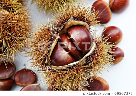 chestnut bur 69807375
