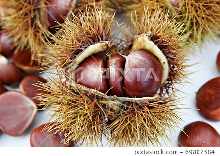 chestnut bur 69807384