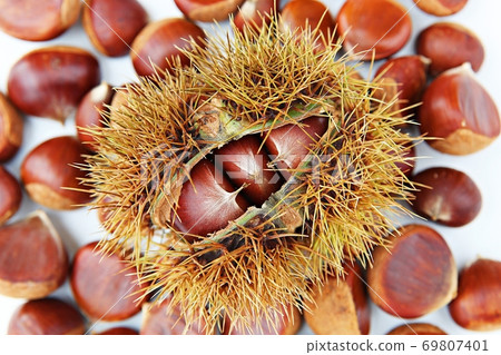 chestnut bur 69807401