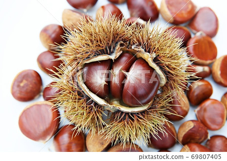 chestnut bur 69807405