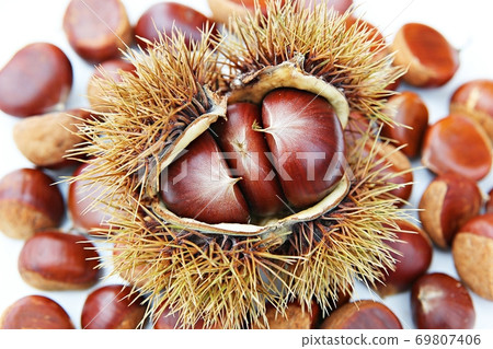 chestnut bur 69807406