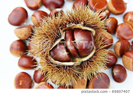 chestnut bur 69807407